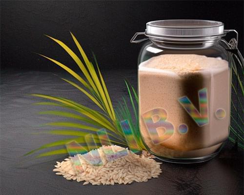 Rice protein